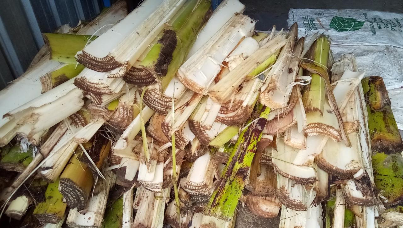 cara membuat pakan kelinci fermentasi dari gedebog pisang