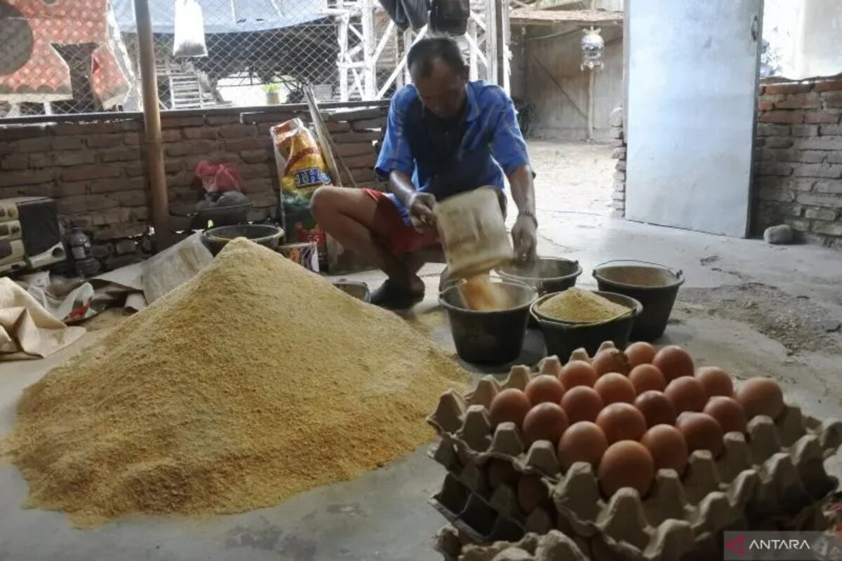 rumput kelinci pakan bagus beserta gambarnya manis makanan nodiflora