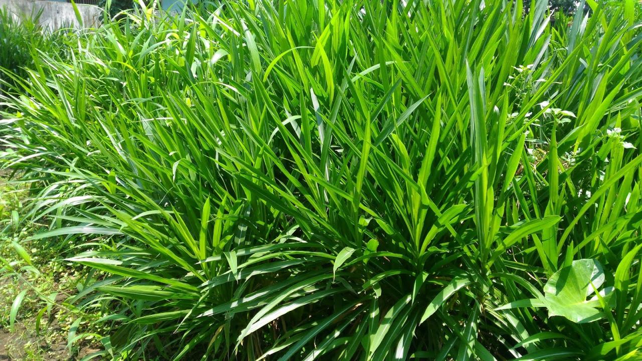 rumput gajah ternak pakan tanaman batang macam pennisetum tujuh terdakwa perusakan dibebaskan purpureum makanan hasil produksi napier tumbuhan bagus etawa
